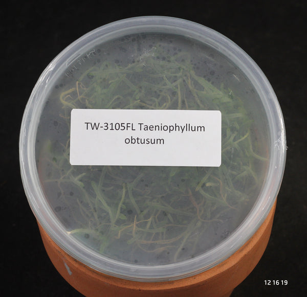 FLASK  Taeniophyllum obtusum