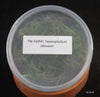 FLASK  Taeniophyllum obtusum