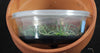 FLASK  Taeniophyllum obtusum