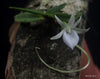 FLASK  Angraecum breve