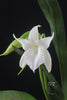 FLASK Angraecum magdalenae