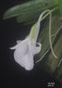 FLASK Angraecum equitans