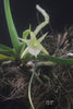 FLASK Angraecum obesum