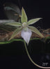 FLASK Aerangis monantha
