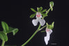 FLASK  Oeonia oncidiflora (rosea)