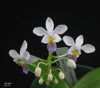 Phalaenopsis equestris fma. coerulea