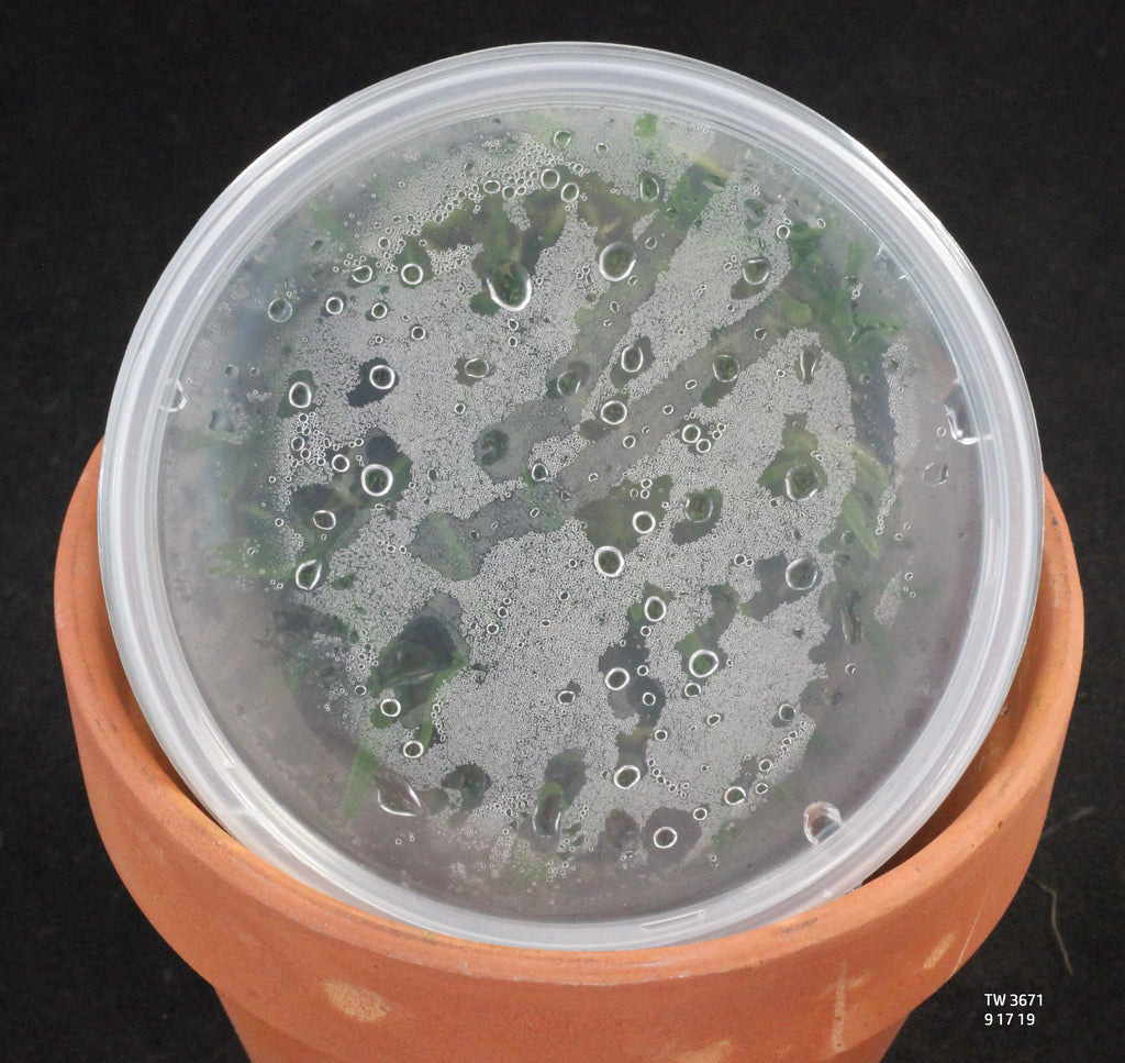 FLASK  Angraecum rutenbergianum