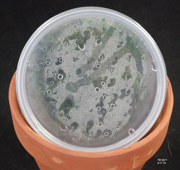 FLASK  Angraecum rutenbergianum