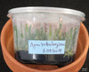 FLASK  Angraecum rutenbergianum