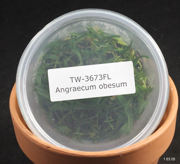 FLASK Angraecum obesum