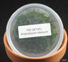 FLASK Angraecum obesum
