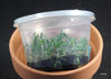 FLASK Angraecum obesum