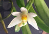 FLASK  Thrixspermum calceolus 