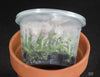 FLASK  Thrixspermum calceolus 