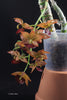 FLASK Cycnodes Taiwan Gold (orange)