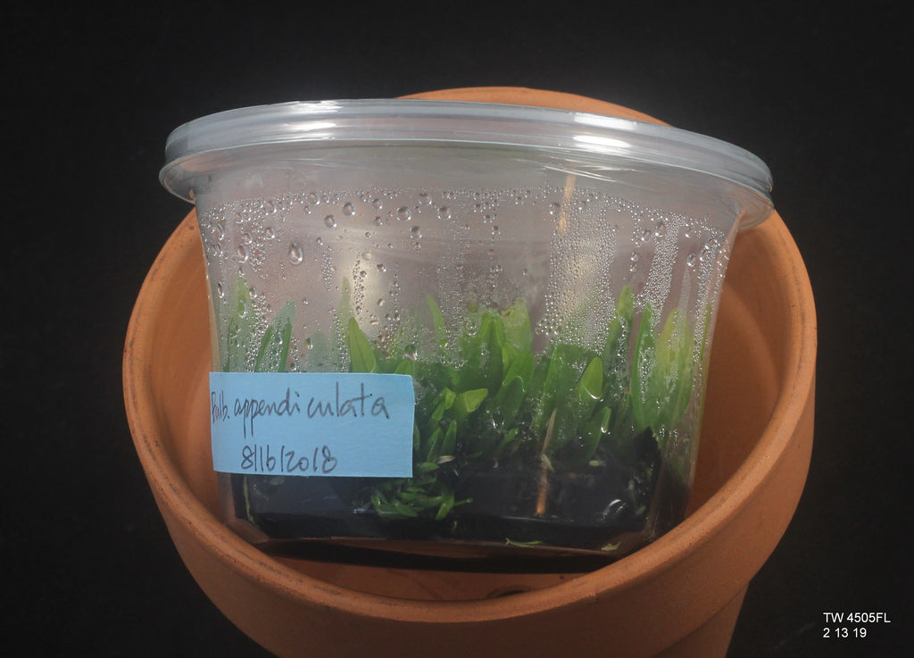 FLASK Bulb. appendiculatum