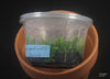 FLASK Bulb. appendiculatum
