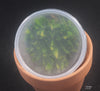 FLASK Bulb. appendiculatum
