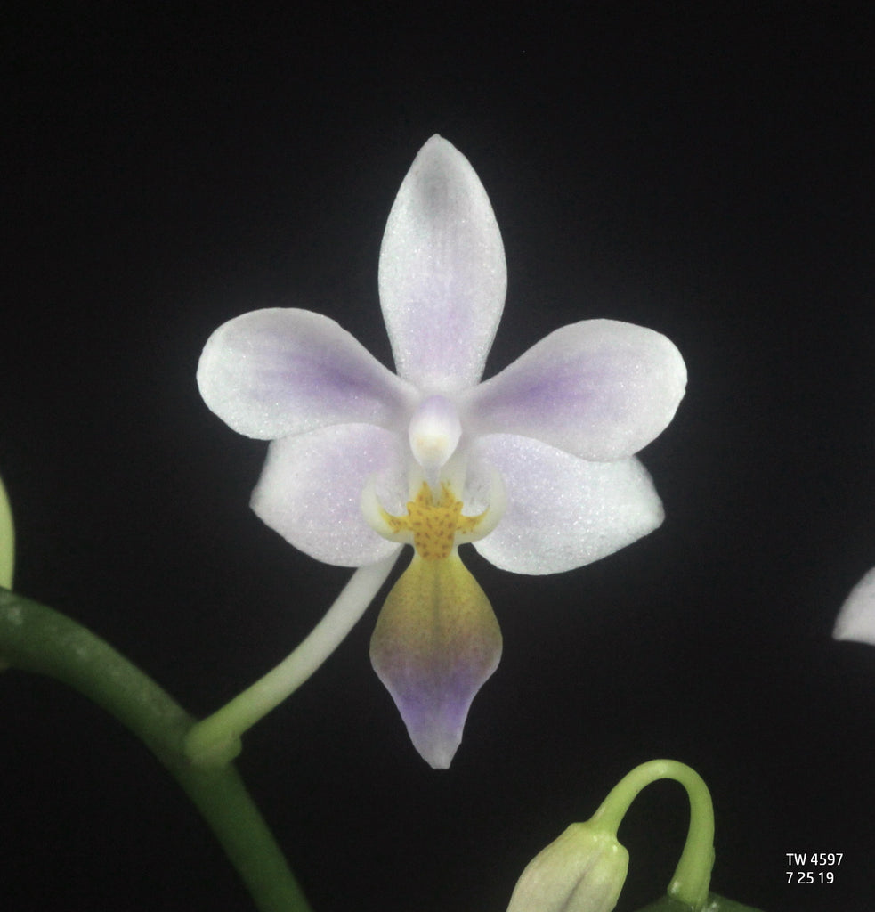 Phalaenopsis equestris fma. coerulea