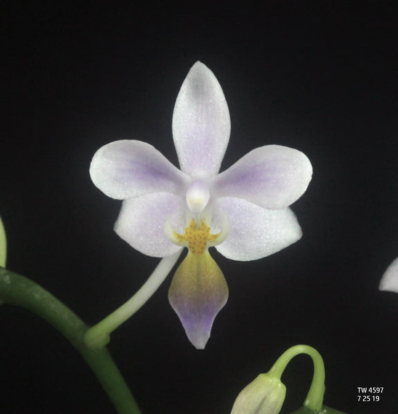 Phalaenopsis equestris fma. coerulea