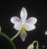 Phalaenopsis equestris fma. coerulea