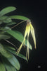 FLASK  Bulb. thiurum