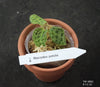 JEWEL ORCHID:  Macodes petola