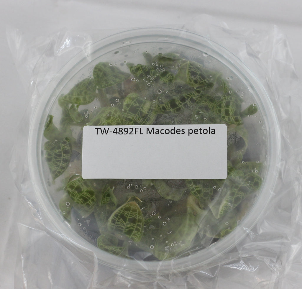 FLASK Macodes petola JEWEL