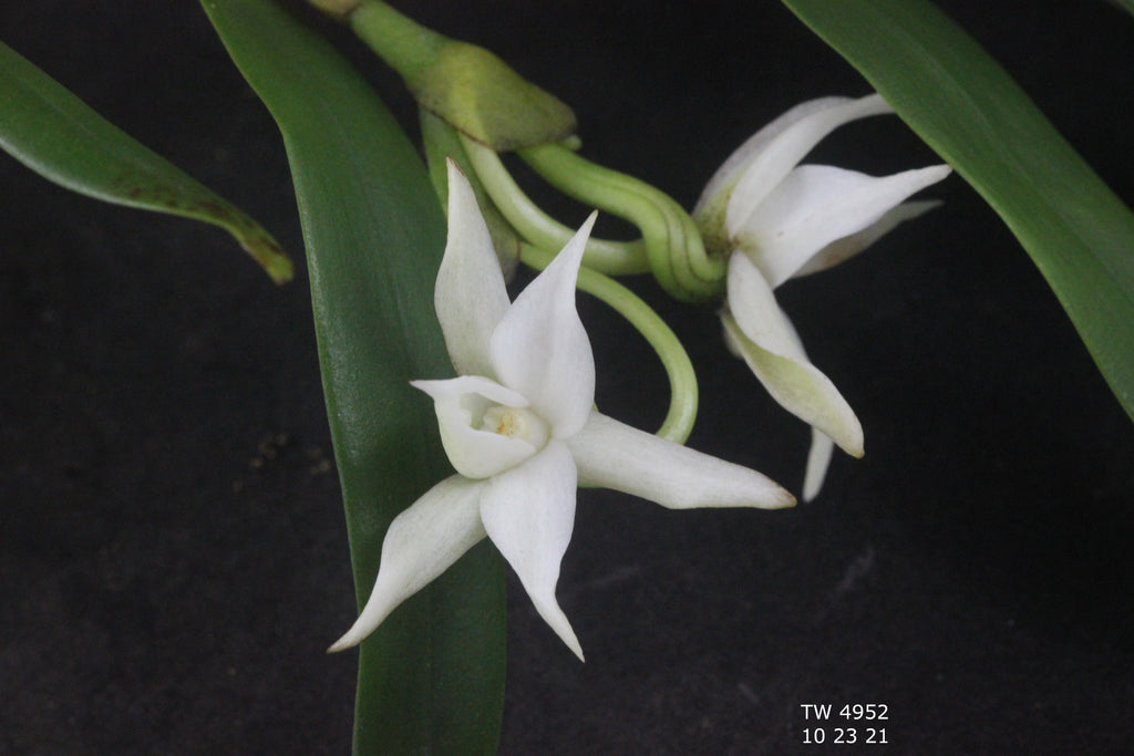 Angraecum dendrobiopsis