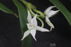 Angraecum dendrobiopsis