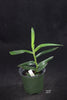 Angraecum dendrobiopsis
