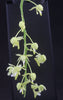 FLASK  Macropodanthus cootesii