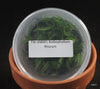 FLASK  Bulb. thiurum