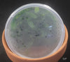 FLASK  Bulb. thiurum