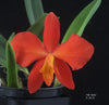 Sophronitis coccinea (#2072)