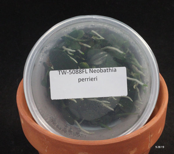 FLASK  Neobathia perrieri