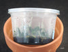 FLASK  Neobathia perrieri