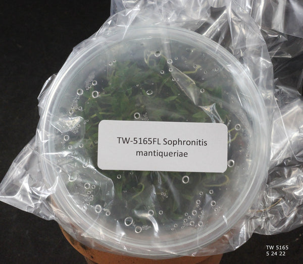 FLASK Sophronitis mantiqueriae