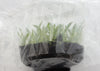 FLASK Tolumnia urophylla