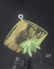FLASK Ornithocephalus gladiatus