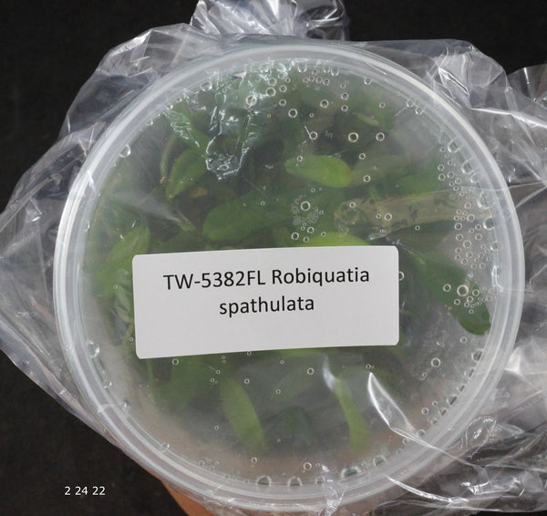 FLASK  Robiquatia spathulata