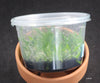 FLASK Tolumnia variegata
