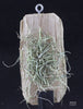 Dendrophylax fawcettii