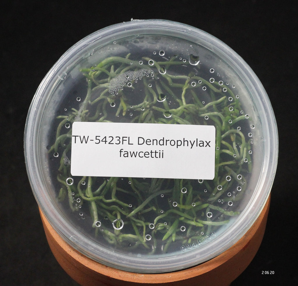 FLASK  Dendrophylax fawcettii 