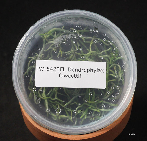 FLASK  Dendrophylax fawcettii 