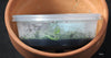 FLASK  Dendrophylax fawcettii 