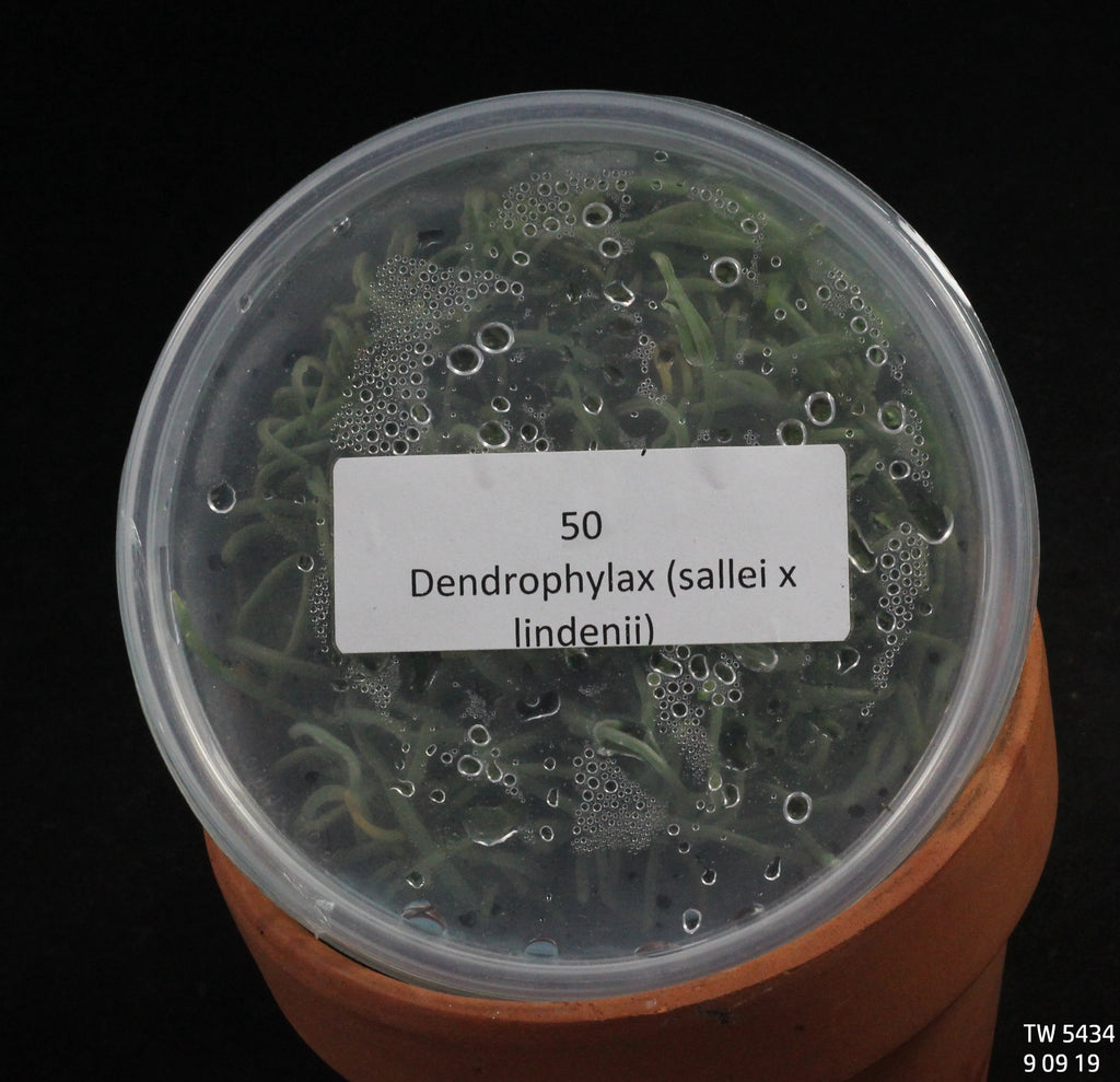 FLASK  Dendrophylax (sallei x lindenii)