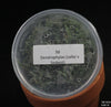 FLASK  Dendrophylax (sallei x lindenii)