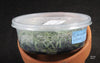 FLASK  Dendrophylax (sallei x lindenii)