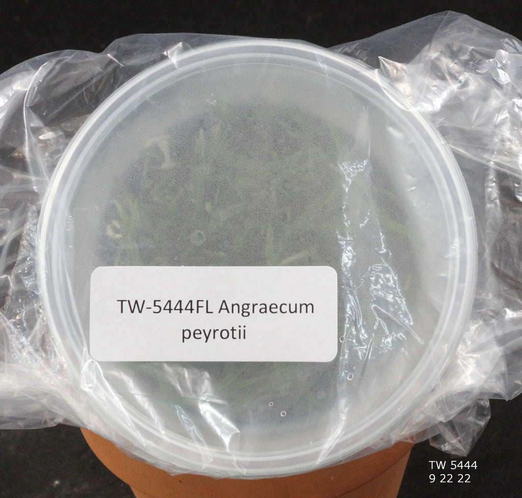 FLASK  Angraecum peyrotii 